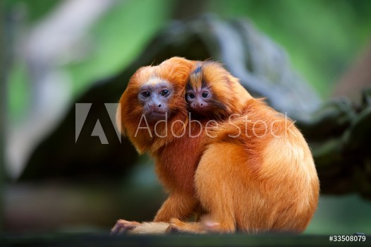 Picture of golden lion tamarin with baby